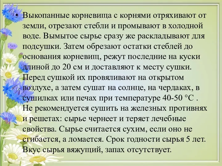 Выкопанные корневища с корнями отряхивают от земли, отрезают стебли и промывают в холодной