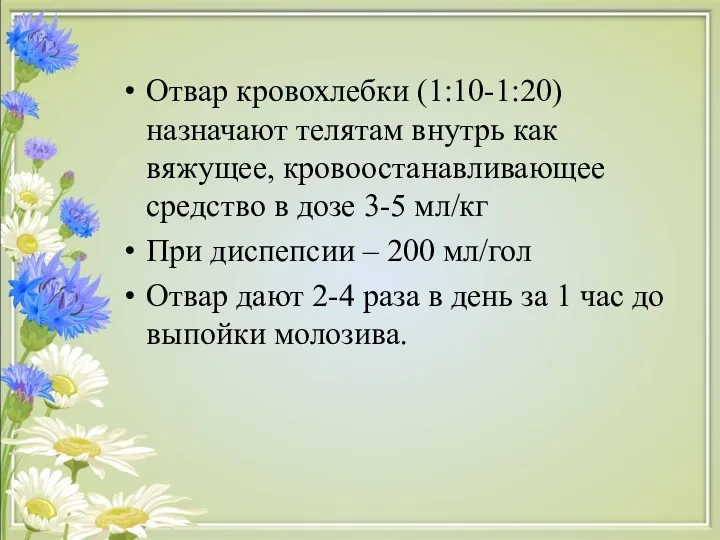 Отвар кровохлебки (1:10-1:20) назначают телятам внутрь как вяжущее, кровоостанавливающее средство в дозе 3-5