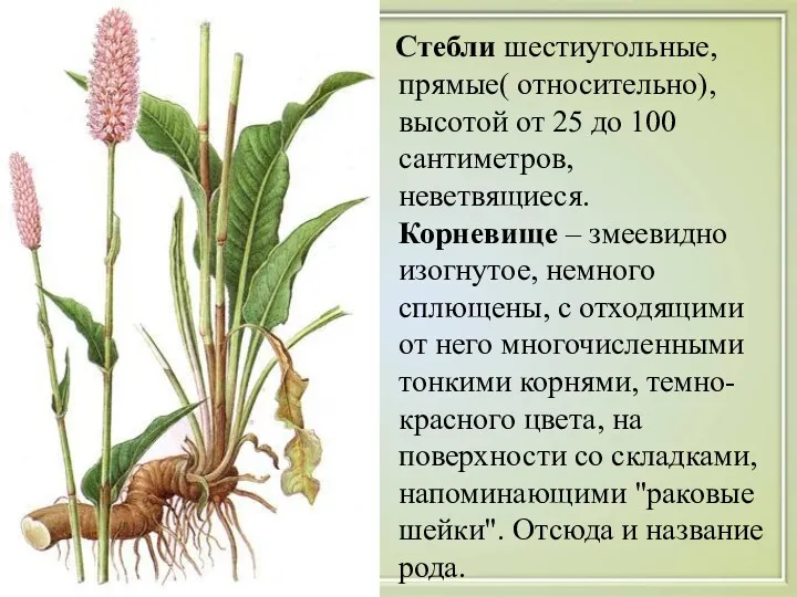 Стебли шестиугольные, прямые( относительно), высотой от 25 до 100 сантиметров,