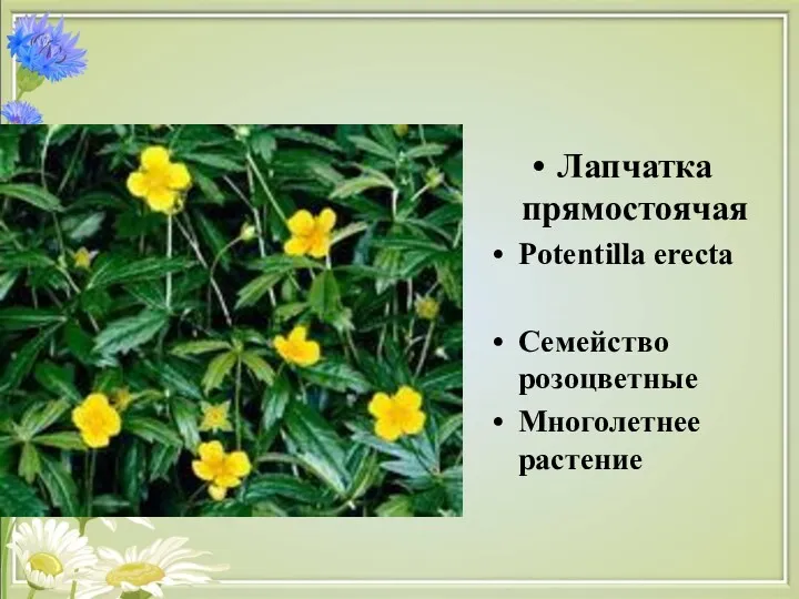 Лапчатка прямостоячая Potentilla erecta Семейство розоцветные Многолетнее растение