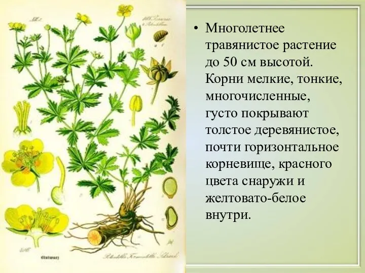 Многолетнее травянистое растение до 50 см высотой. Корни мелкие, тонкие, многочисленные, густо покрывают