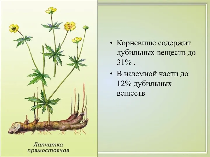 Корневище содержит дубильных веществ до 31% . В наземной части до 12% дубильных веществ