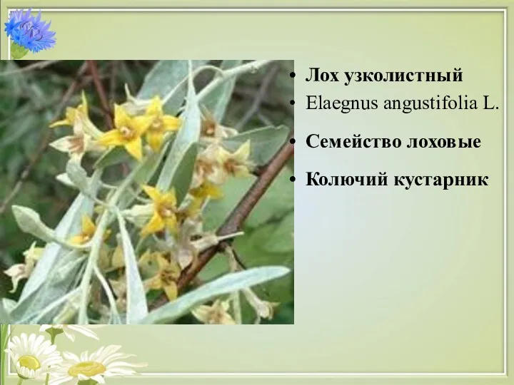 Лох узколистный Elaegnus angustifolia L. Семейство лоховые Колючий кустарник