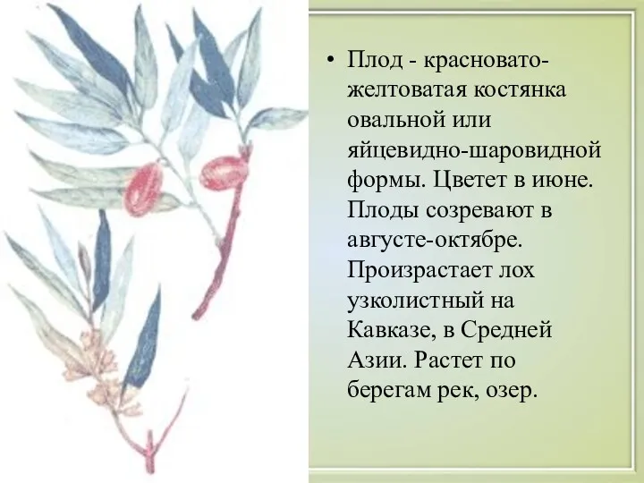 Плод - красновато-желтоватая костянка овальной или яйцевидно-шаровидной формы. Цветет в