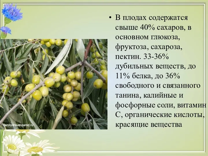 В плодах содержатся свыше 40% сахаров, в основном глюкоза, фруктоза, сахароза, пектин. 33-36%