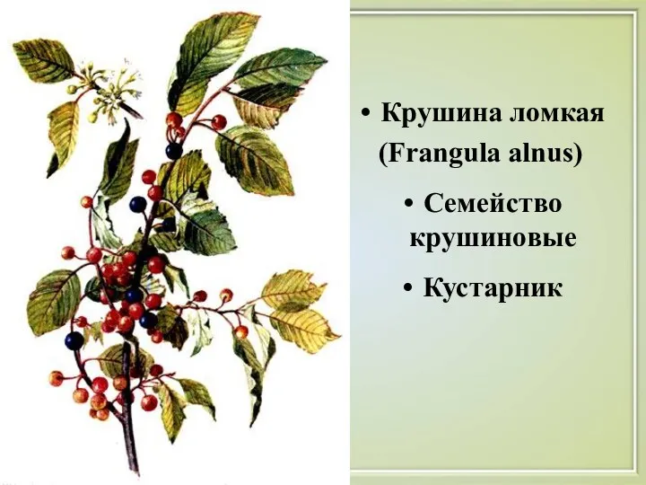 Крушина ломкая (Frangula alnus) Семейство крушиновые Кустарник