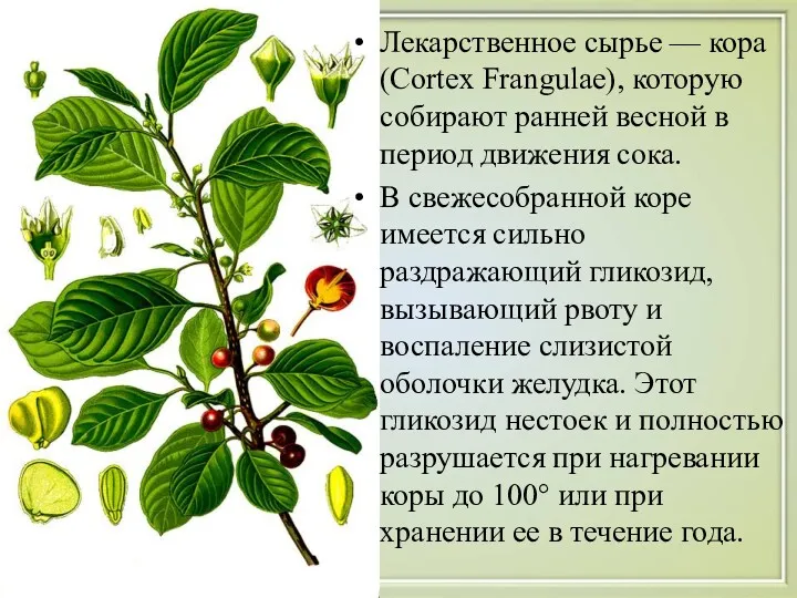 Лекарственное сырье — кора (Cortex Frangulae), которую собирают ранней весной