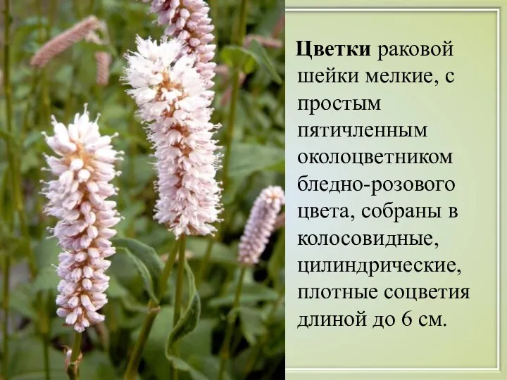 Цветки раковой шейки мелкие, с простым пятичленным околоцветником бледно-розового цвета,