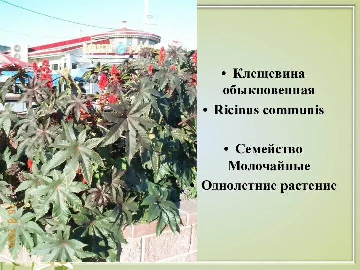 Клещевина обыкновенная Ricinus communis Семейство Молочайные Однолетние растение