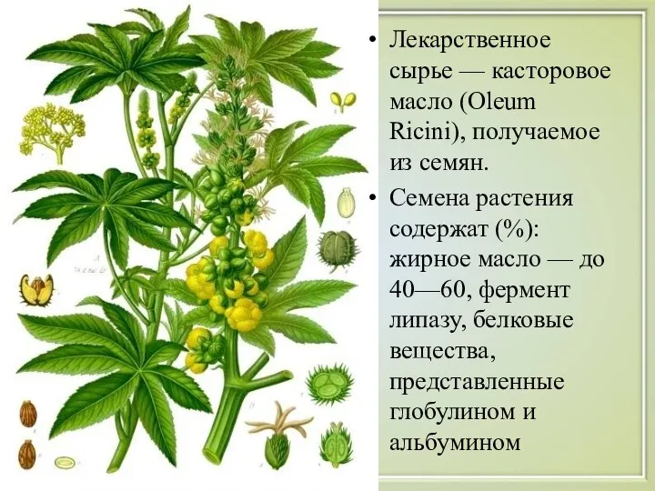 Лекарственное сырье — касторовое масло (Oleum Ricini), получаемое из семян. Семена растения содержат