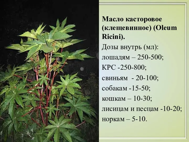 Масло касторовое (клещевинное) (Oleum Ricini). Дозы внутрь (мл): лошадям – 250-500; КРС -250-800;