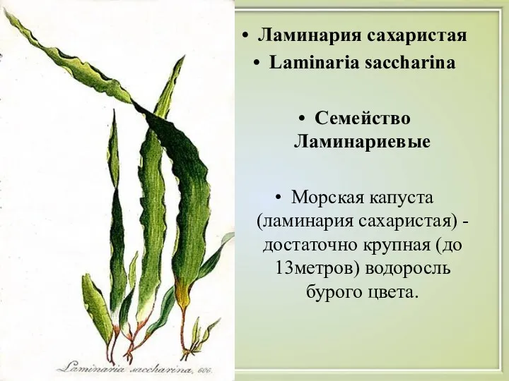 Ламинария сахаристая Laminaria saccharina Семейство Ламинариевые Морская капуста (ламинария сахаристая) - достаточно крупная