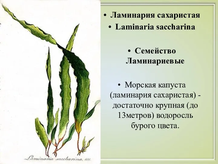 Ламинария сахаристая Laminaria saccharina Семейство Ламинариевые Морская капуста (ламинария сахаристая)