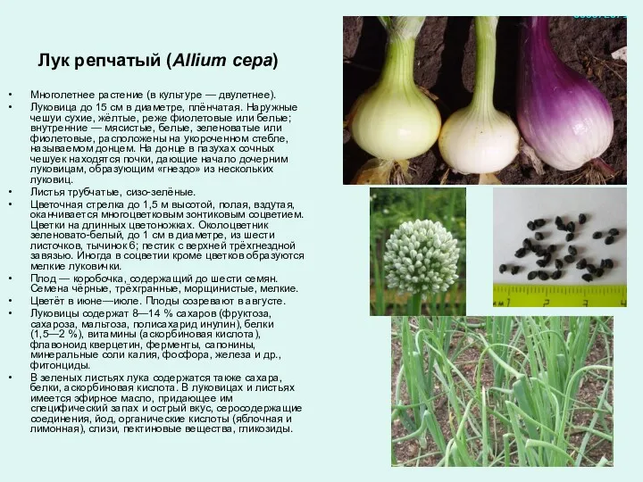 Лук репчатый (Allium cepa) Многолетнее растение (в культуре — двулетнее). Луковица до 15