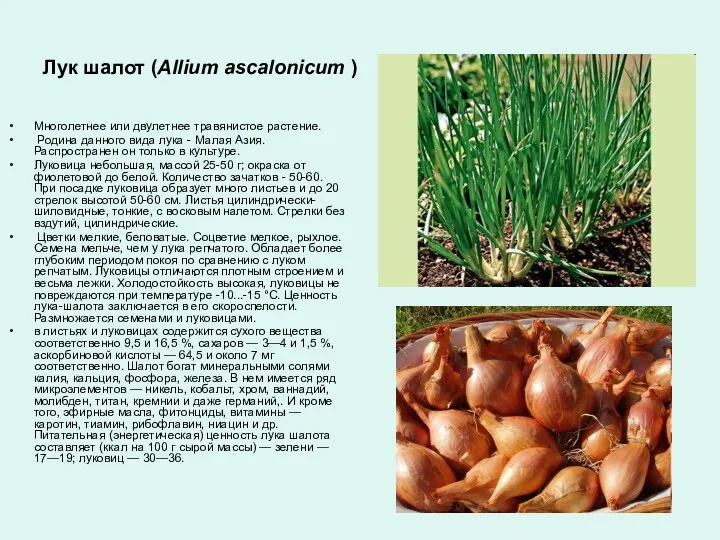 Лук шалот (Allium ascalonicum ) Многолетнее или двулетнее травянистое растение. Родина данного вида