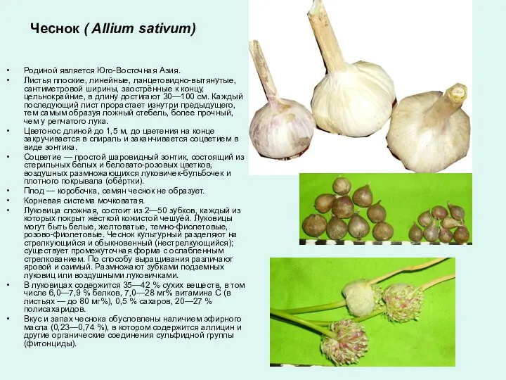 Чеснок ( Allium sativum) Родиной является Юго-Восточная Азия. Листья плоские, линейные, ланцетовидно-вытянутые, сантиметровой