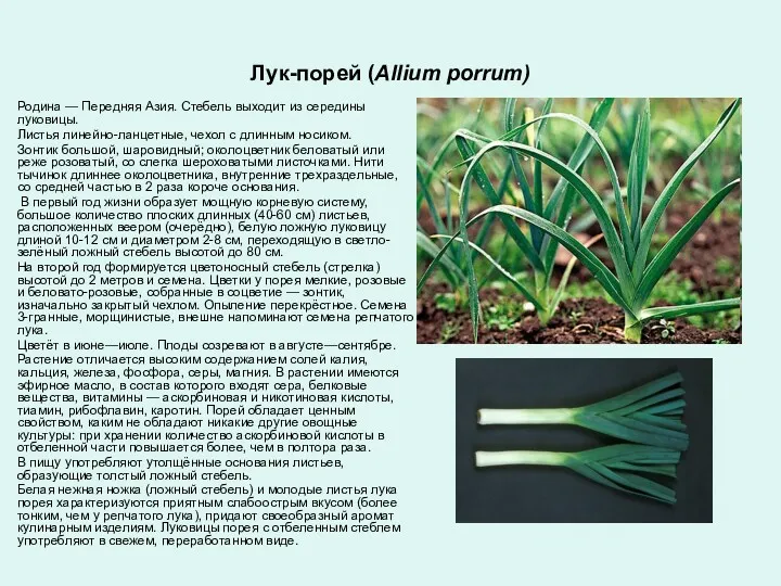 Лук-порей (Allium porrum) Родина — Передняя Азия. Стебель выходит из
