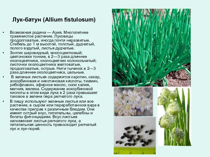 Лук-батун (Allium fistulosum) Возможная родина — Азия. Многолетнее травянистое растение. Луковицы продолговатые, иногда