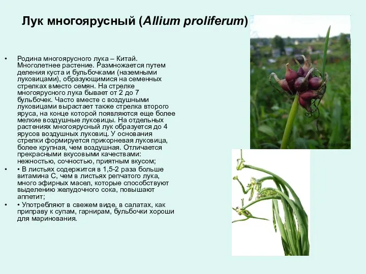 Лук многоярусный (Allium proliferum) Родина многоярусного лука – Китай. Многолетнее