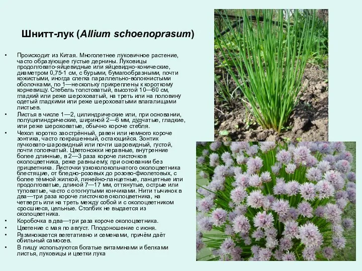 Шнитт-лук (Allium schoenoprasum) Происходит из Китая. Многолетнее луковичное растение, часто