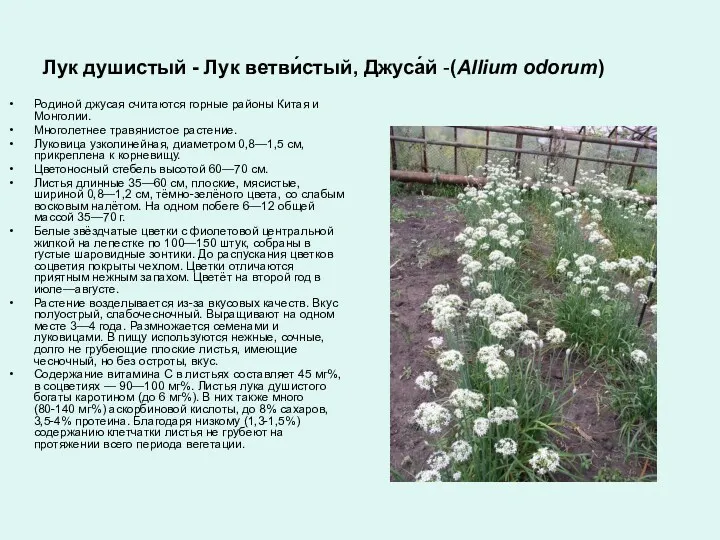 Лук душистый - Лук ветви́стый, Джуса́й -(Allium odorum) Родиной джусая