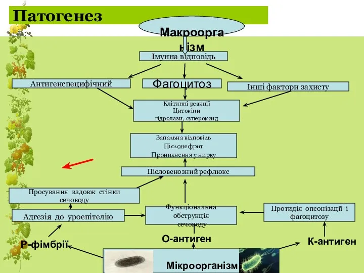 Патогенез Макроорганізм Імунна відповідь Антигенспецифічний Інші фактори захисту Фагоцитоз Клітинні