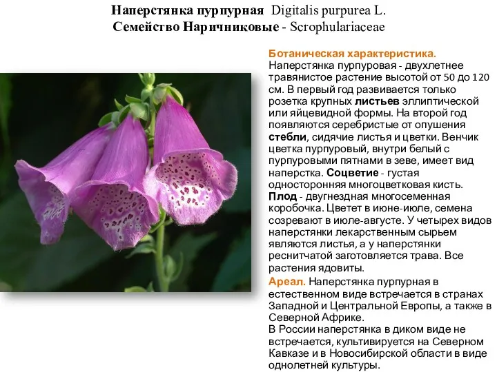 Наперстянка пурпурная Digitalis purpurea L. Семейство Наричниковые - Scrophulariaceae Ботаническая