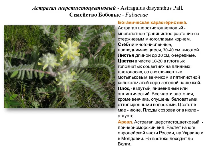 Астрагал шерстистоцветковый - Astragalus dasyanthus Pall. Семейство Бобовые - Fabaceae