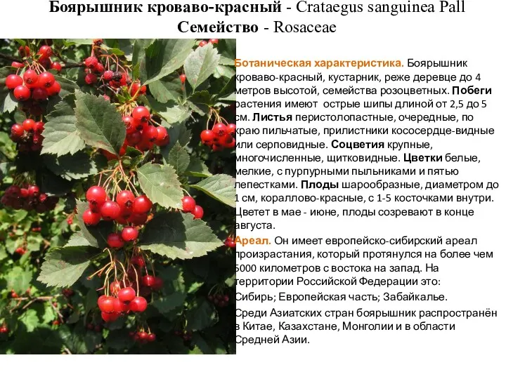 Боярышник кроваво-красный - Crataegus sanguinea Pall Семейство - Rosaceae Ботаническая