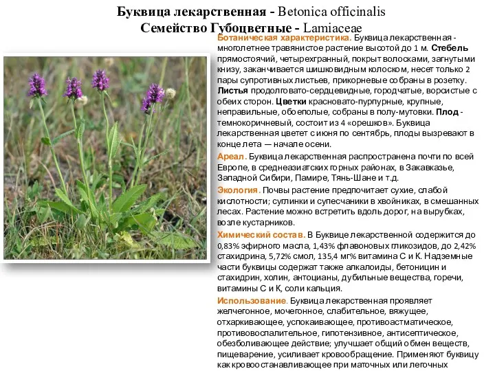 Буквица лекарственная - Betonica officinalis Семейство Губоцветные - Lamiaceae Ботаническая