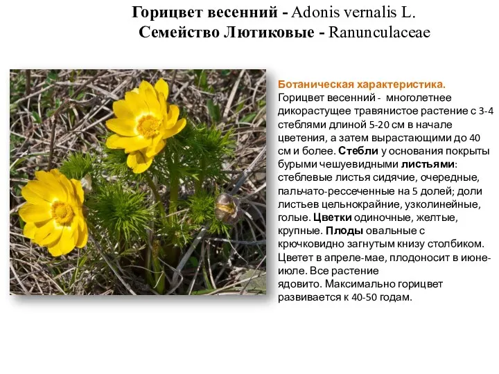 Горицвет весенний - Adonis vernalis L. Семейство Лютиковые - Ranunculaceae