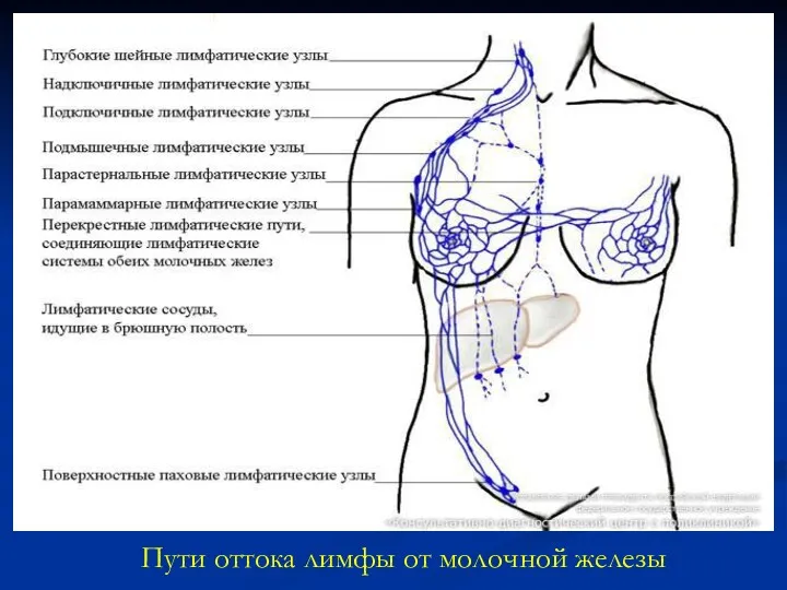 Пути оттока лимфы от молочной железы