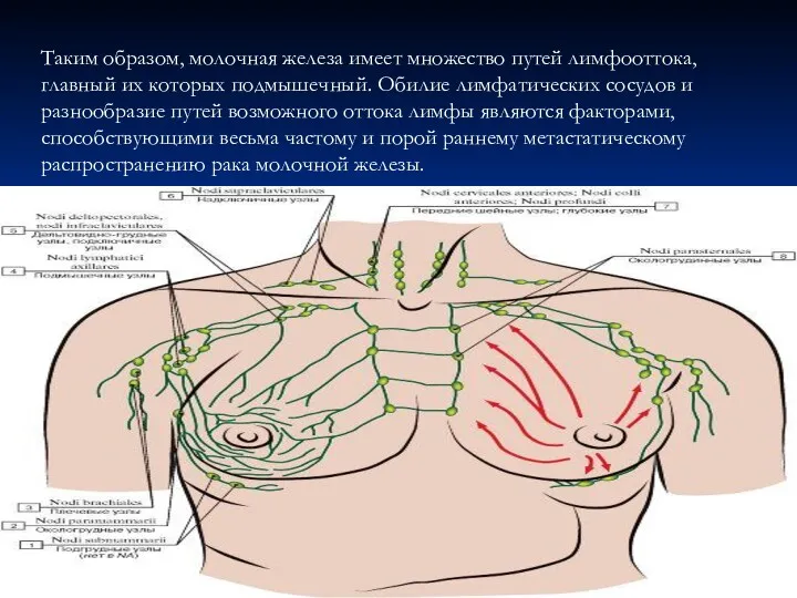 Таким образом, молочная железа имеет множество путей лимфооттока, главный их которых подмышечный. Обилие