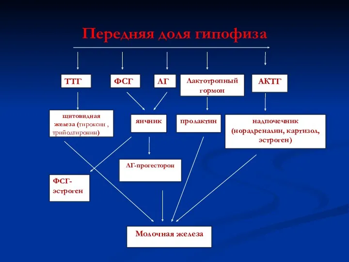 Передняя доля гипофиза