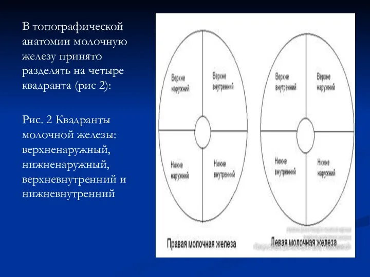 В топографической анатомии молочную железу принято разделять на четыре квадранта (рис 2): Рис.