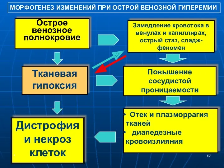 Острое венозное полнокровие Замедление кровотока в венулах и капиллярах, острый