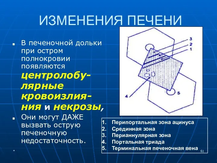 ИЗМЕНЕНИЯ ПЕЧЕНИ В печеночной дольки при остром полнокровии появляются центролобу-лярные