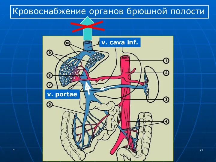 Кровоснабжение органов брюшной полости v. cava inf. v. portae *