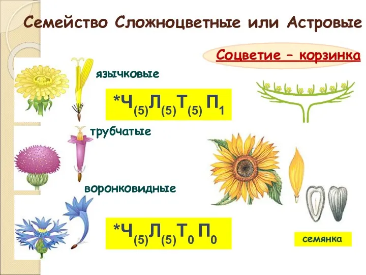 Семейство Сложноцветные или Астровые трубчатые язычковые воронковидные Соцветие – корзинка *Ч(5)Л(5)Т(5) П1 *Ч(5)Л(5)Т0 П0 семянка