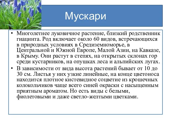 Мускари Многолетнее луковичное растение, близкий родственник гиацинта. Род включает около