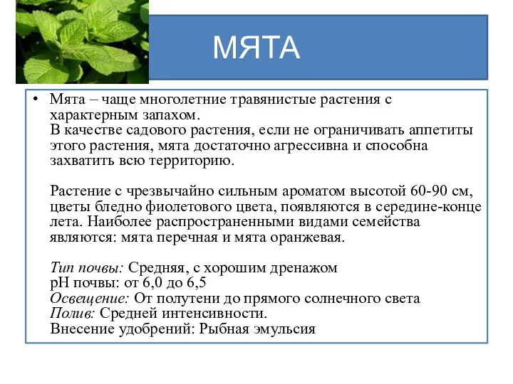 МЯТА Мята – чаще многолетние травянистые растения с характерным запахом. В качестве садового
