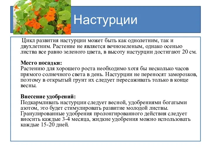 Настурции Цикл развития настурции может быть как однолетним, так и двухлетним. Растение не