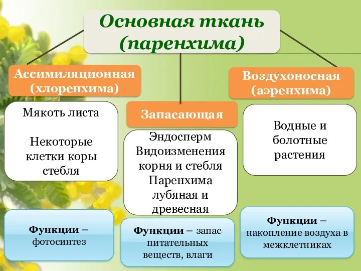 Водные и болотные растения Эндосперм Видоизменения корня и стебля Паренхима