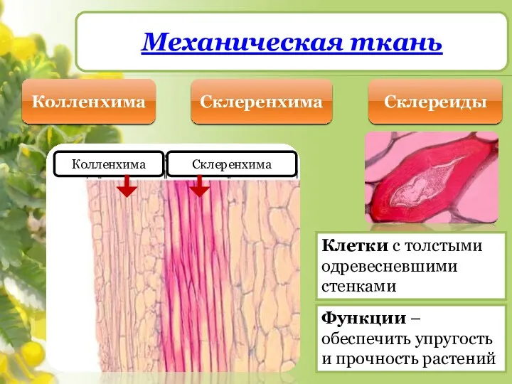 Механическая ткань Колленхима Склеренхима Склереиды Колленхима Склеренхима Клетки с толстыми