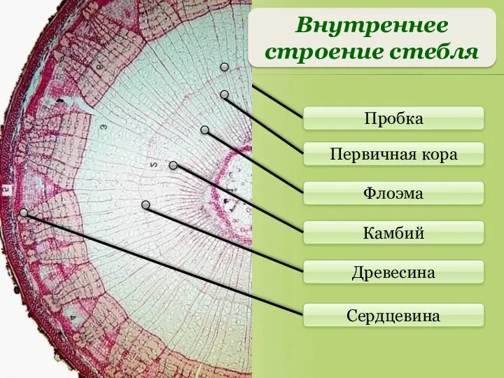 Первичная кора Флоэма Камбий Древесина Пробка Сердцевина Внутреннее строение стебля