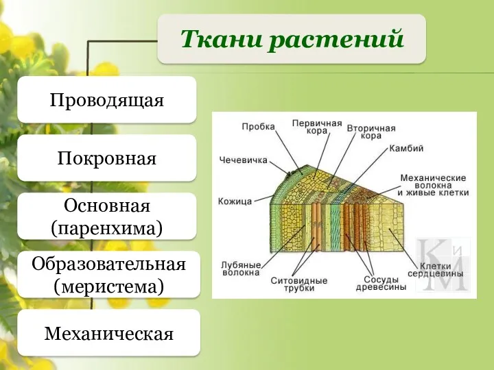 Ткани растений Проводящая Покровная Основная (паренхима) Образовательная (меристема) Механическая