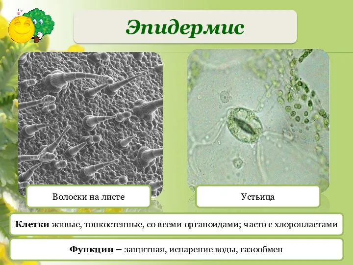 Эпидермис Волоски на листе Устьица Клетки живые, тонкостенные, со всеми
