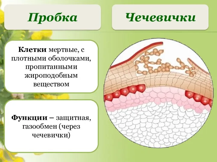 Чечевички Пробка Клетки мертвые, с плотными оболочками, пропитанными жироподобным веществом Функции – защитная, газообмен (через чечевички)