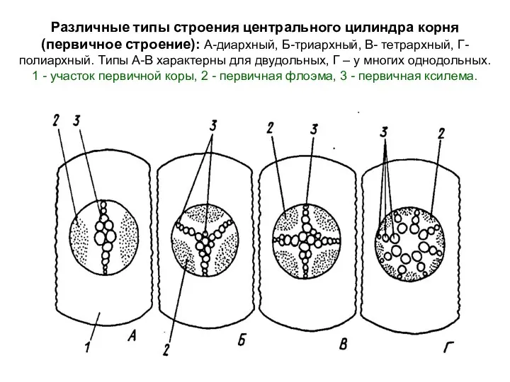 Различные типы строения центрального цилиндра корня (первичное строение): А-диархный, Б-триархный, В- тетрархный, Г-