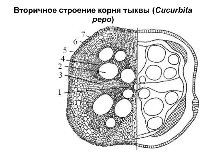 Вторичное строение корня тыквы (Cucurbita pepo)